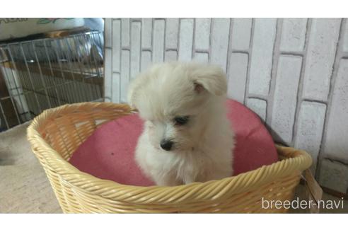 成約済の岡山県のミックス犬-139379の2枚目